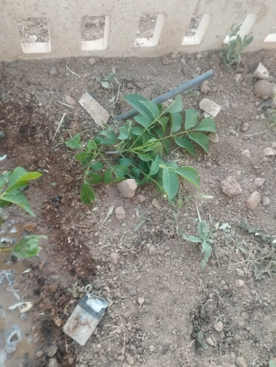 زمین 500متر سید اباد
