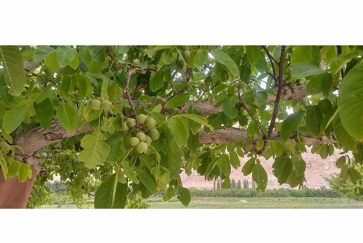 زمین کشاورزی