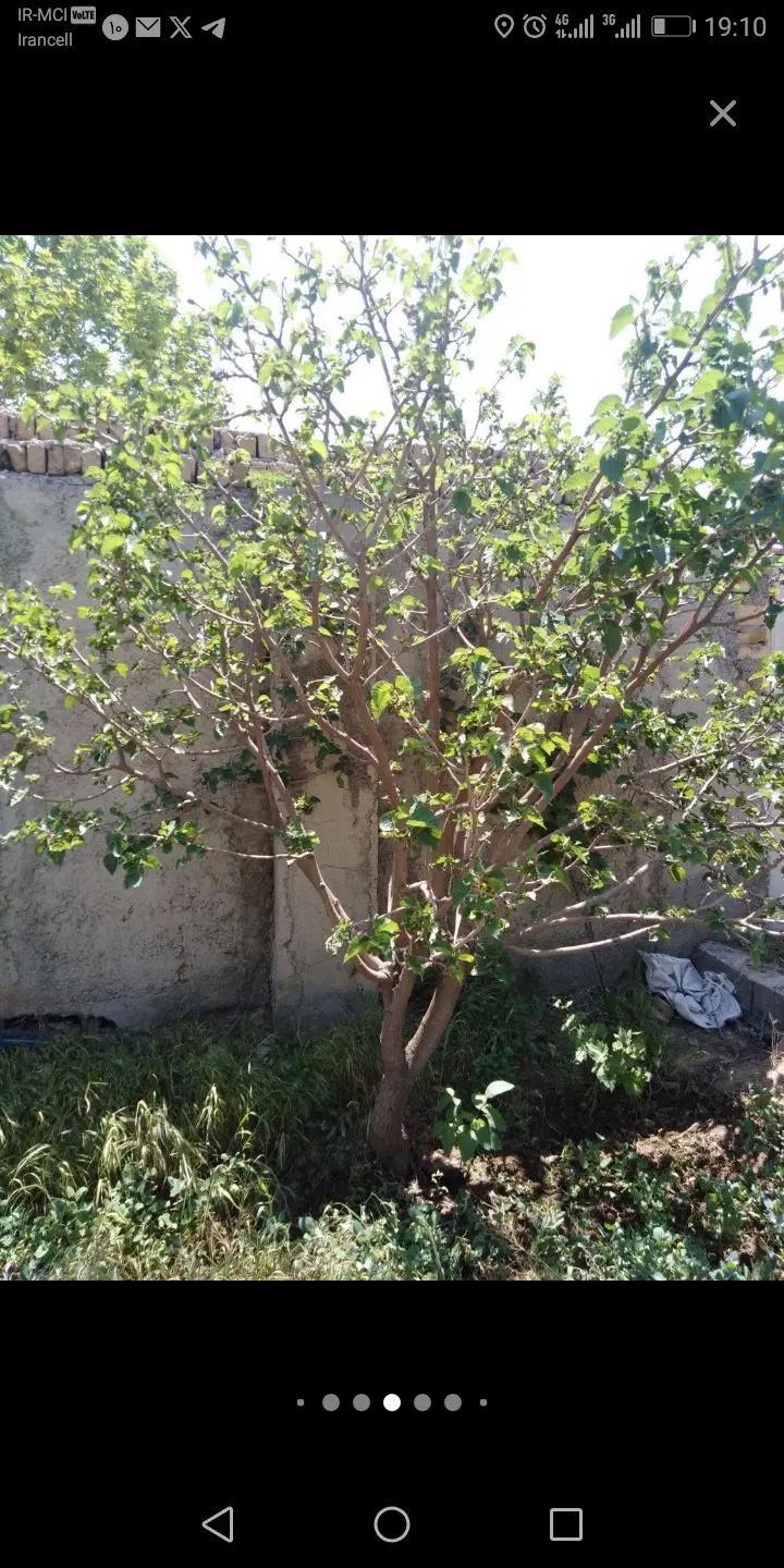 باغچه، کوهسار، دسترسی خوب