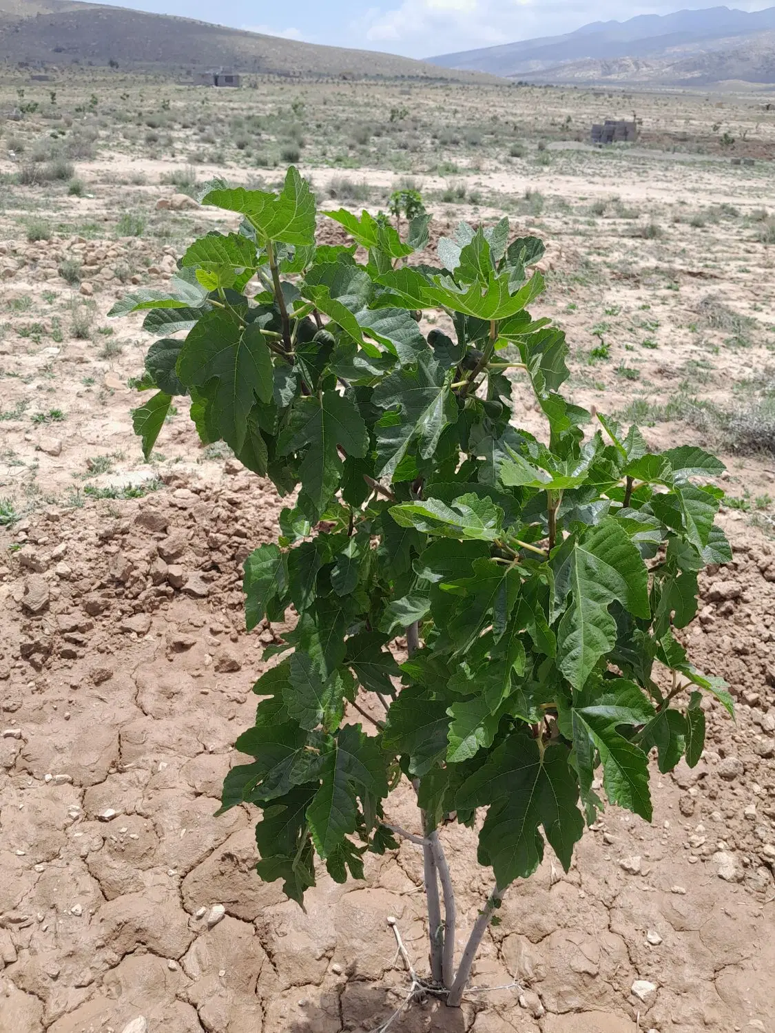 فروش زمین