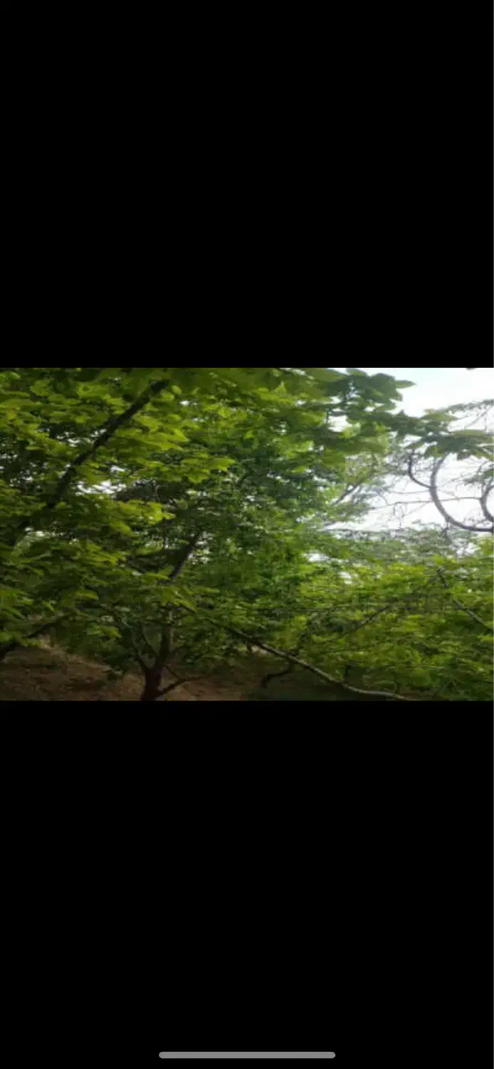 باغ_۸۰۰متری