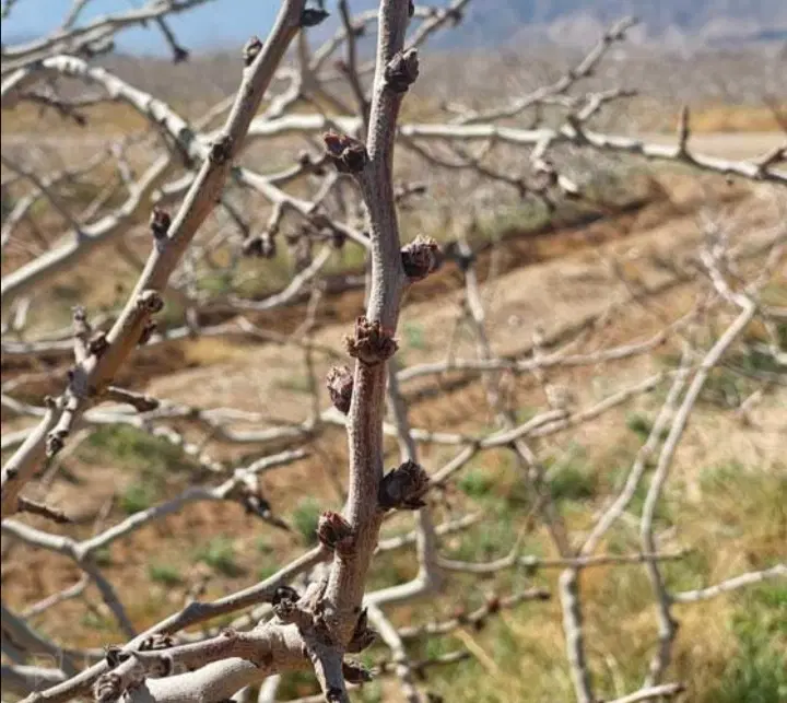 باغ پسته و زعفران