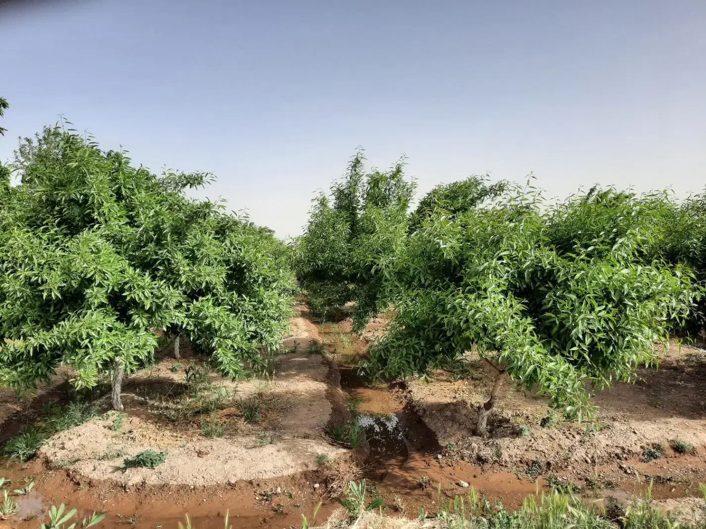 فروش باغ