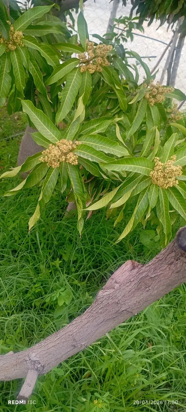 فروش خانه باغ به همراه یه سهم باغ در دهکهان