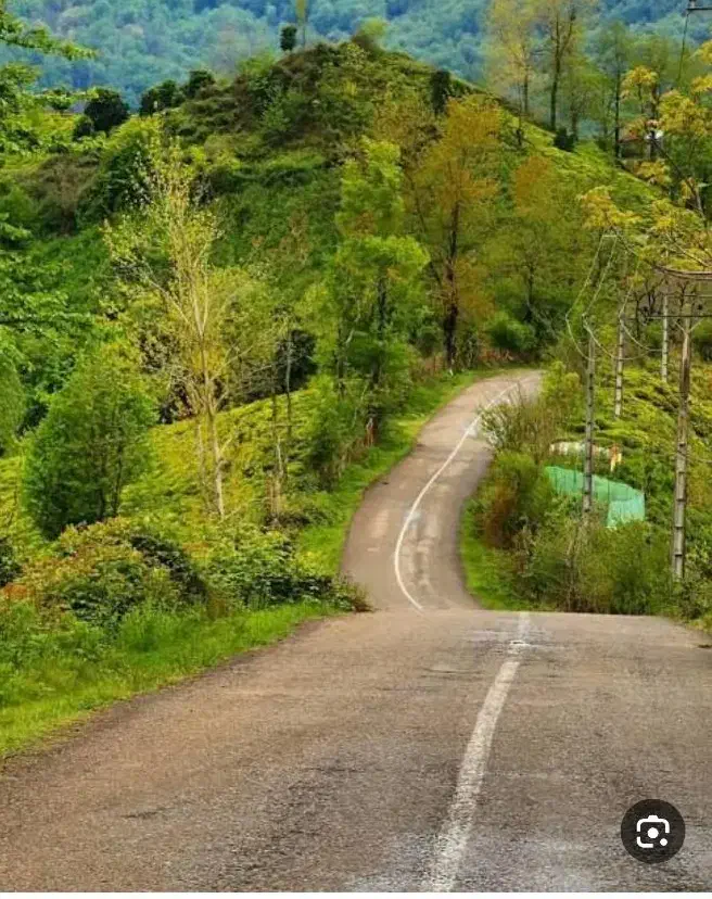 باغ چای