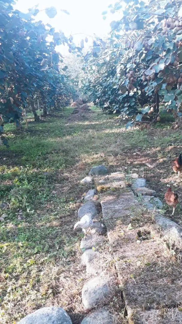 یک قطعه باغ در محدوده چابکسر کلاچای استان گیلان