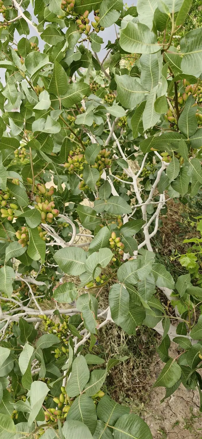 باغ در روستای قوزان