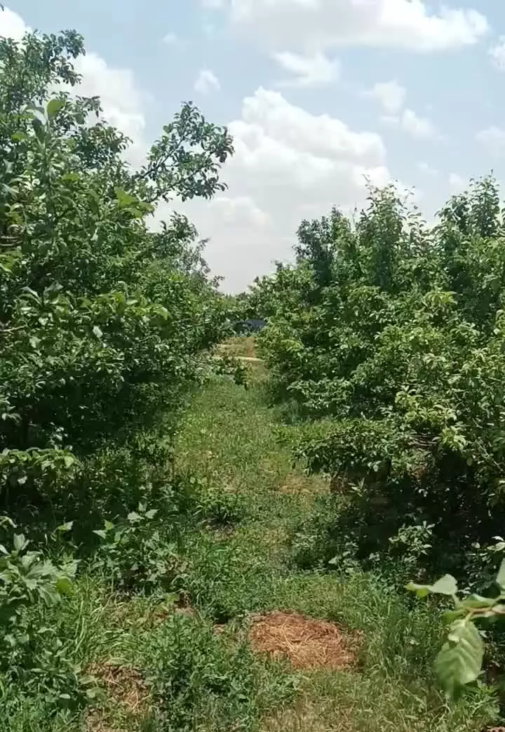 باغ فروشی فاصله 200متر با جاده اصلی