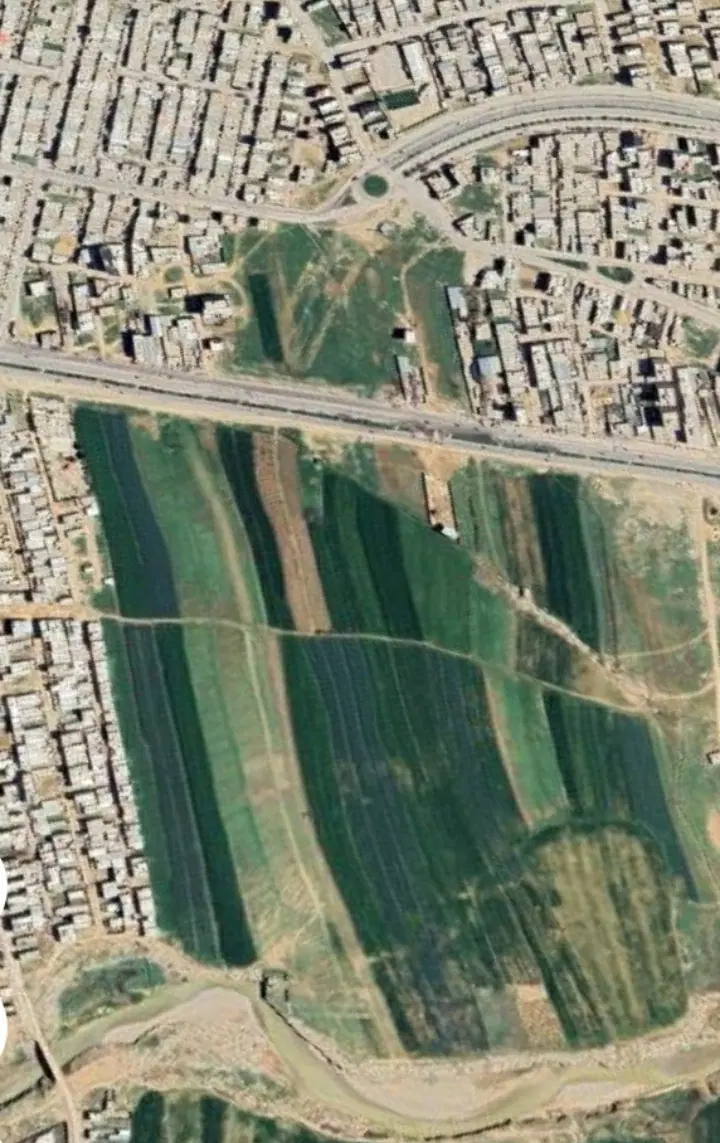 زمین پاپی خالدار