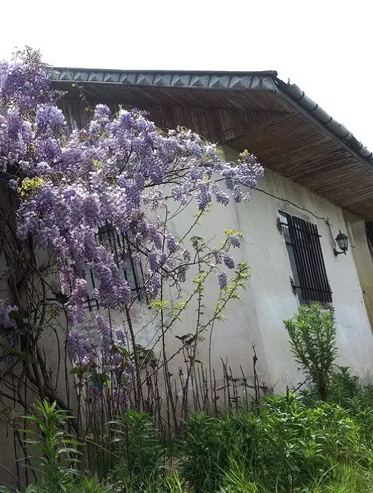 خانه باغ ۶۰۸ متری سندتک برگ عرصه و عیان