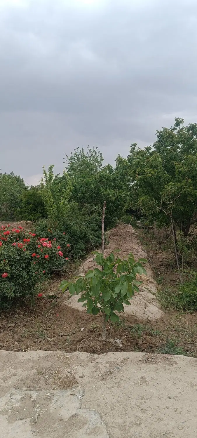 ۳۰۰ متر باغچه