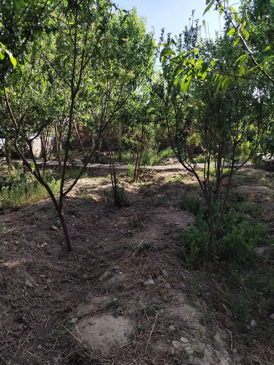 باغچه ۳۰۰متری
