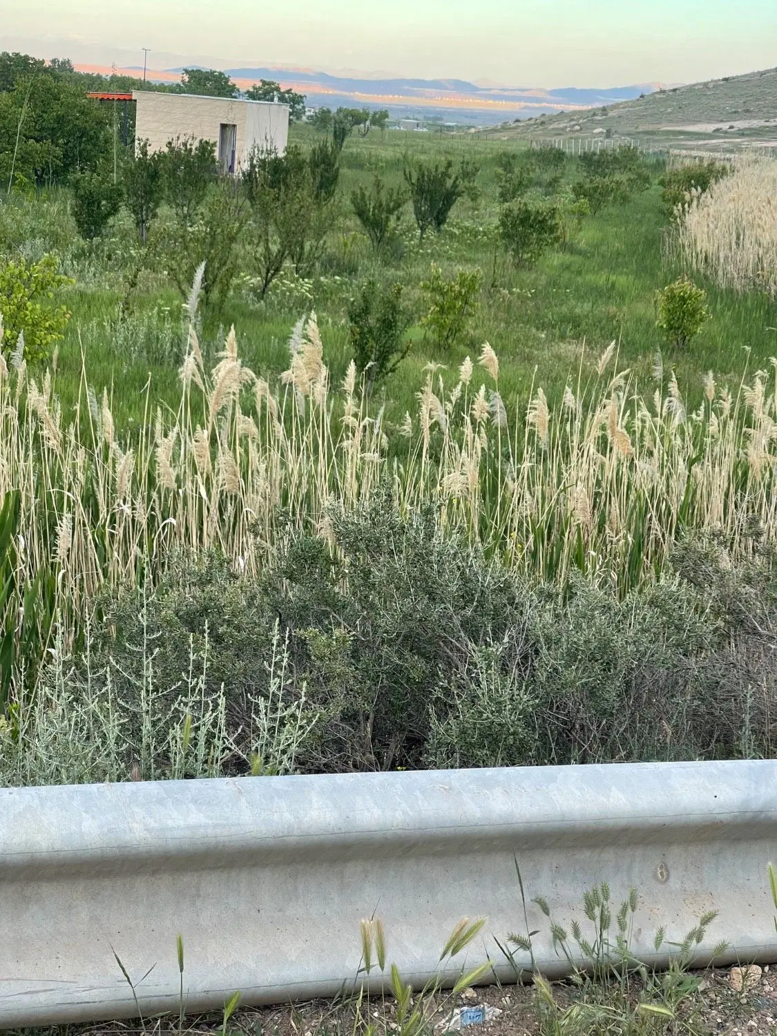 زمین باغ و ویلا ۳۰۰۰ متری برجاده رند با سند ششدانگ
