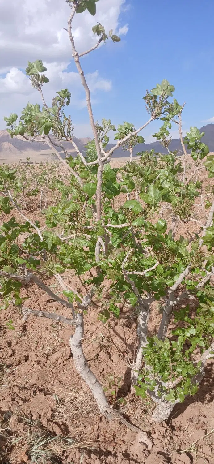 باغ پسته
