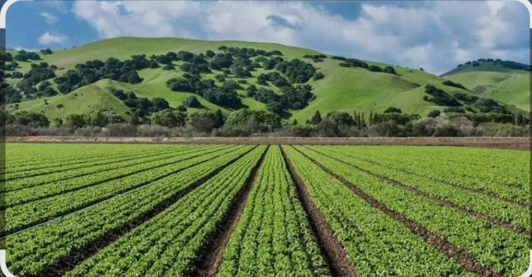 زمین کشاورزی (مناسب باغ  و گلخانه)