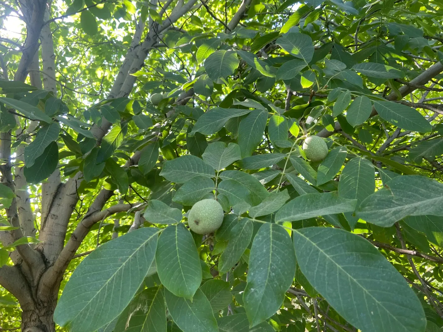 فروش باغ میوه حسن آباد