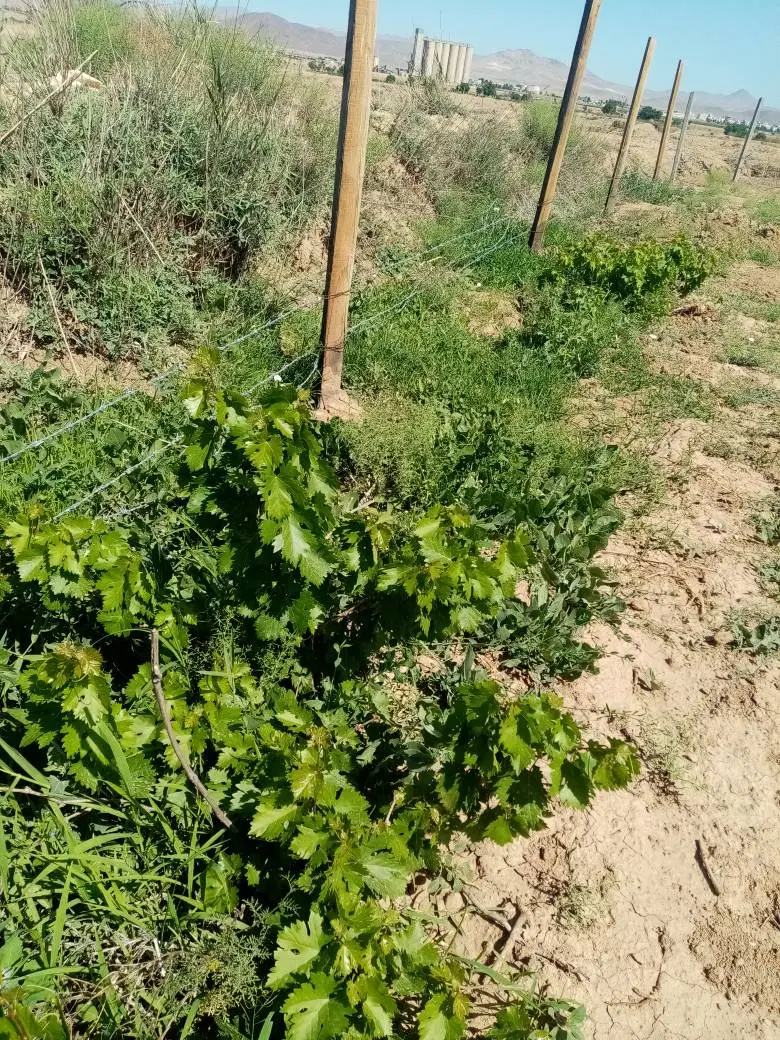زمین باغی سند تک برگ