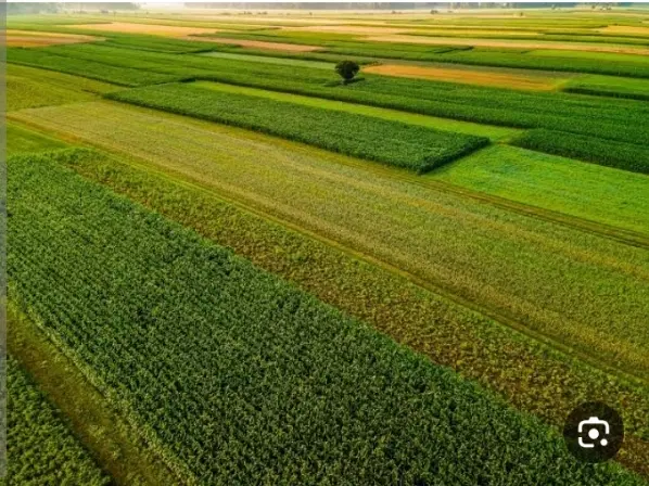 زمین کشاوزی در روستای پیچک محله