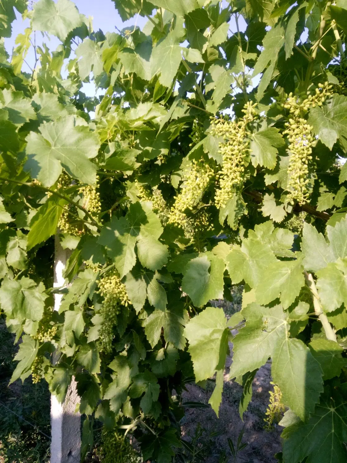 باغ انگور