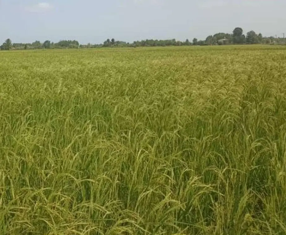 زمین ۱هکتار میدان بسیج