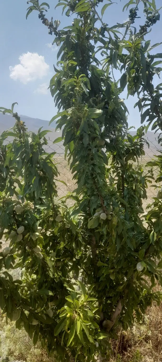 زمینی به متراژ ۷۰۰۰ متر مربع