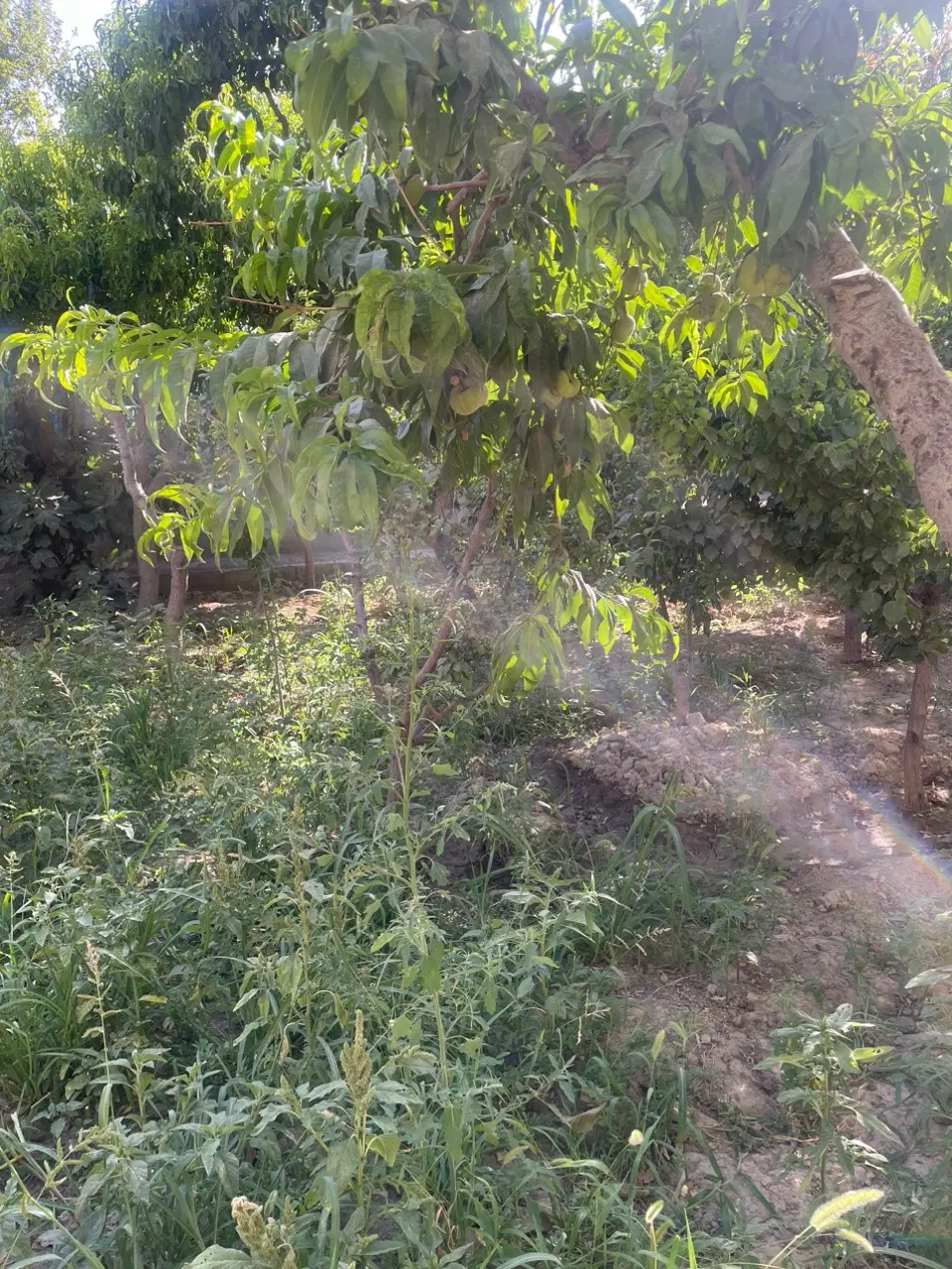 ۳۵۰ متر باغچه وکالتی باباسلمان قدس شهریار