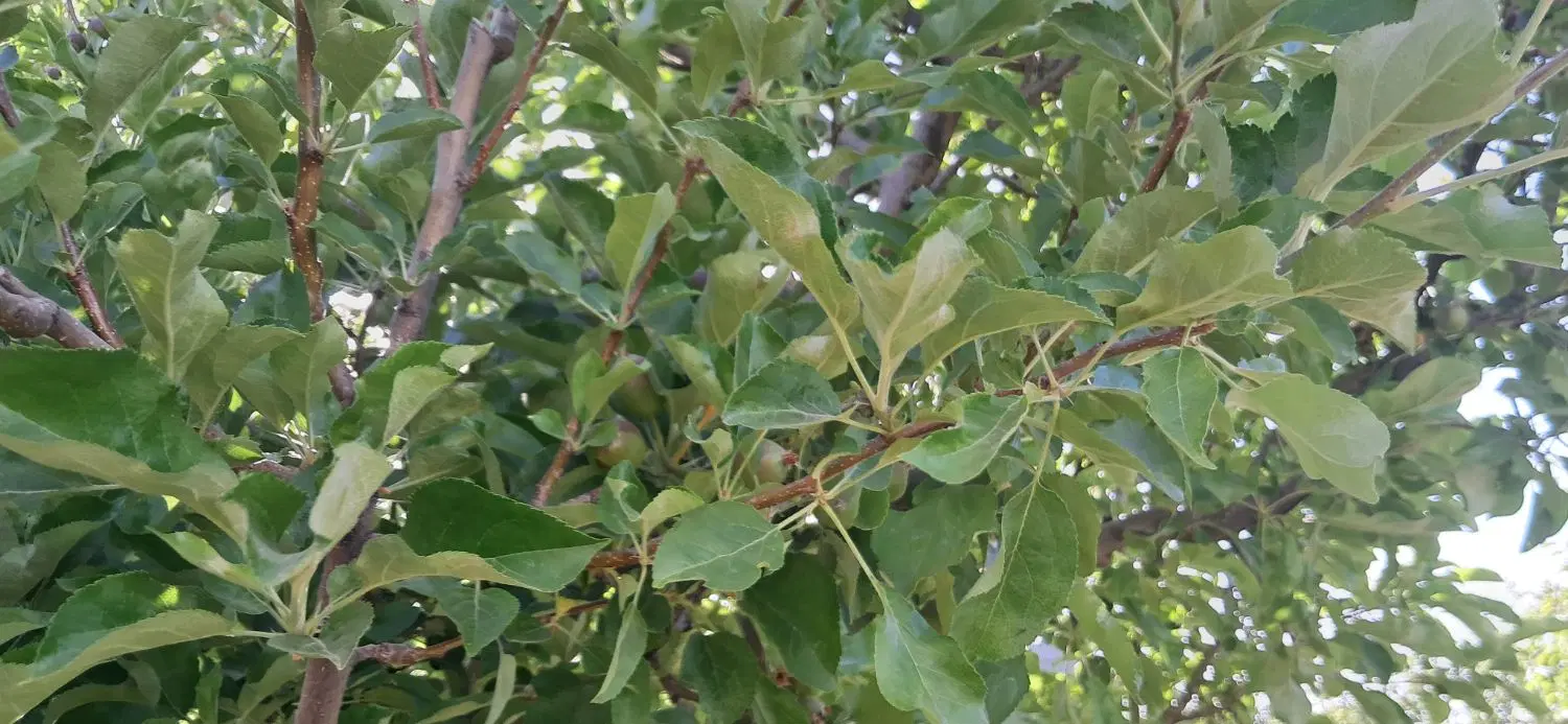 فروش باغ قرهچمن