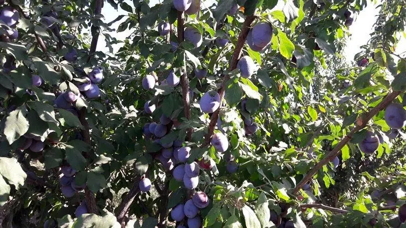 باغ در روستای دولاما