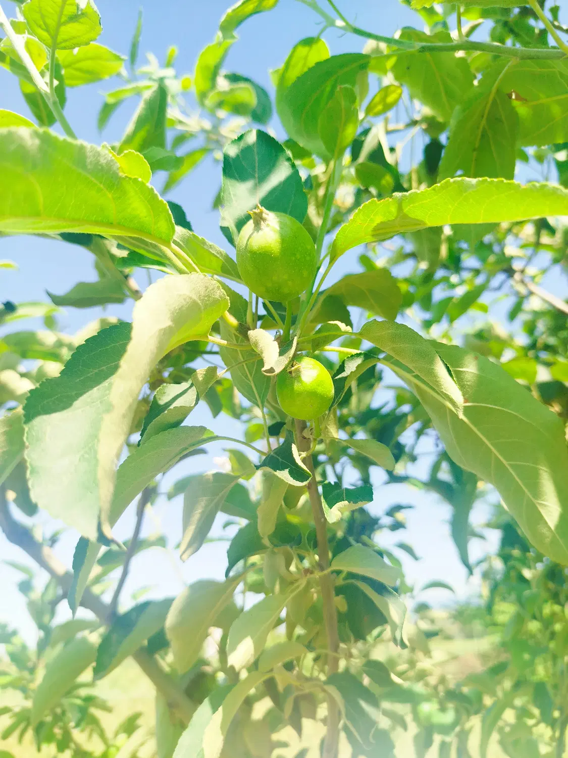 بافت مسکونی روستای زیبای کلاسنگیان