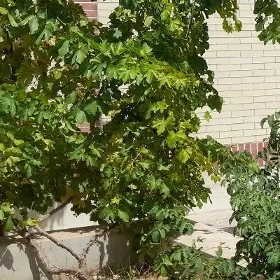 خانه تفت شهرک حسینی