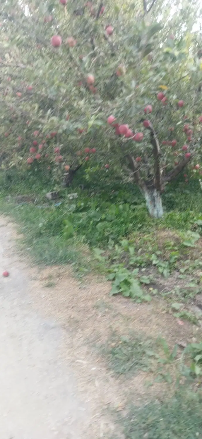 جاده سنتو کوی پالیز درخت الوان