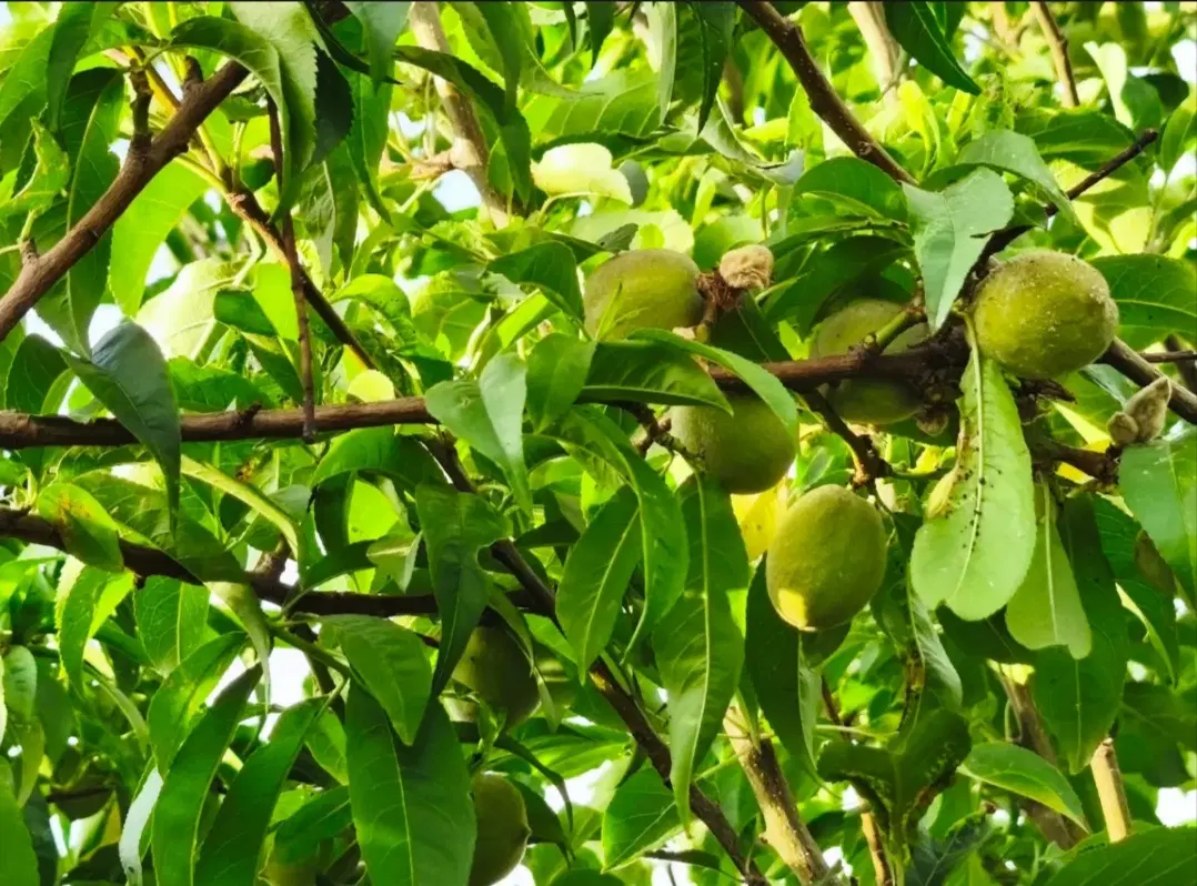 فروش زمین باغی و باغ آماده. (اسدنژاد )