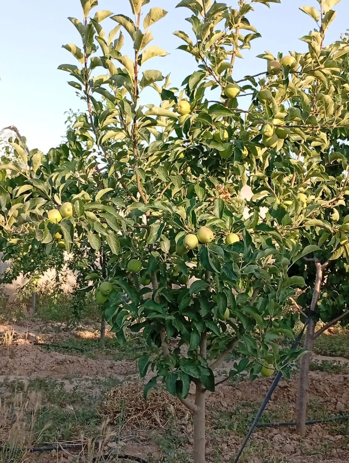 باغ ویلا