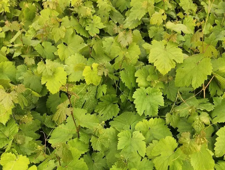 باغ ۲۰۴ متری ۲۰ کیلومتری اصفهان
