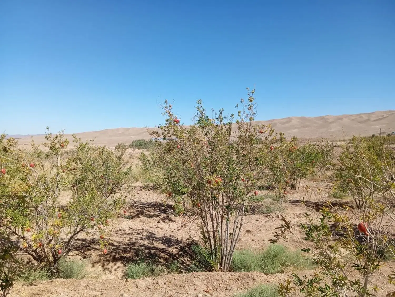 باغ  دراطراف باغستان به فروش میرسد