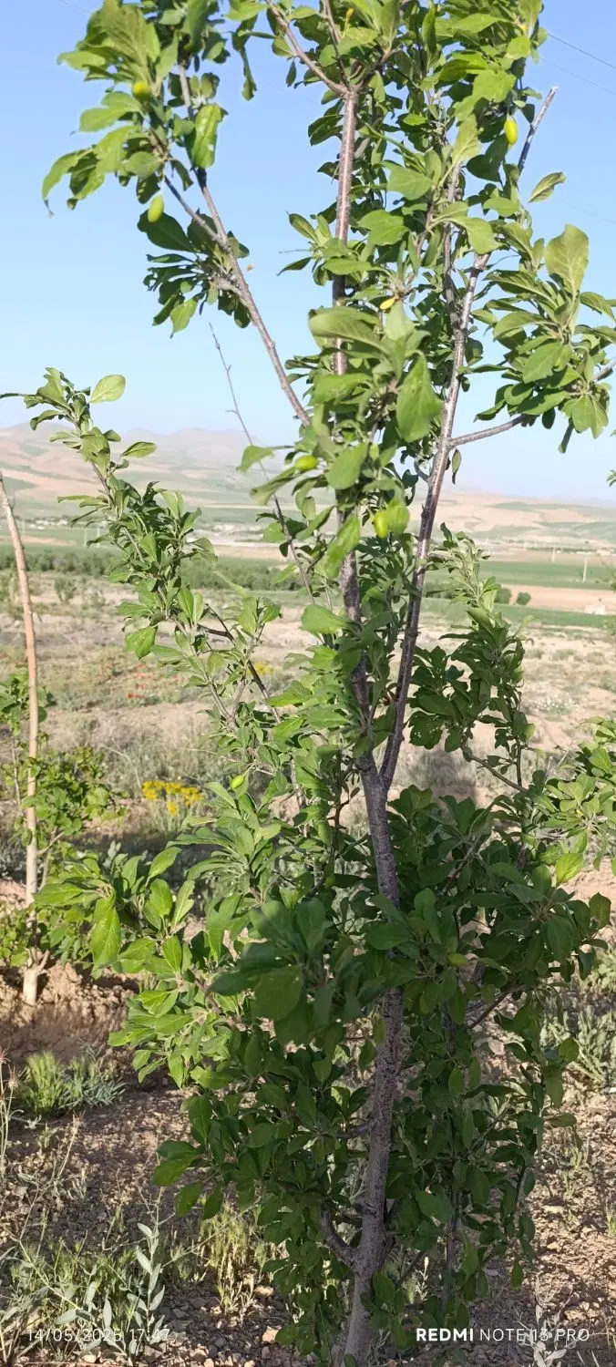 زمین باغی