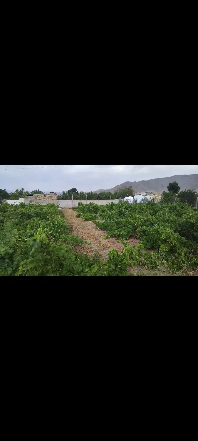 باغ انگور نزدیک ولی اباد زیر نظر شهرداری