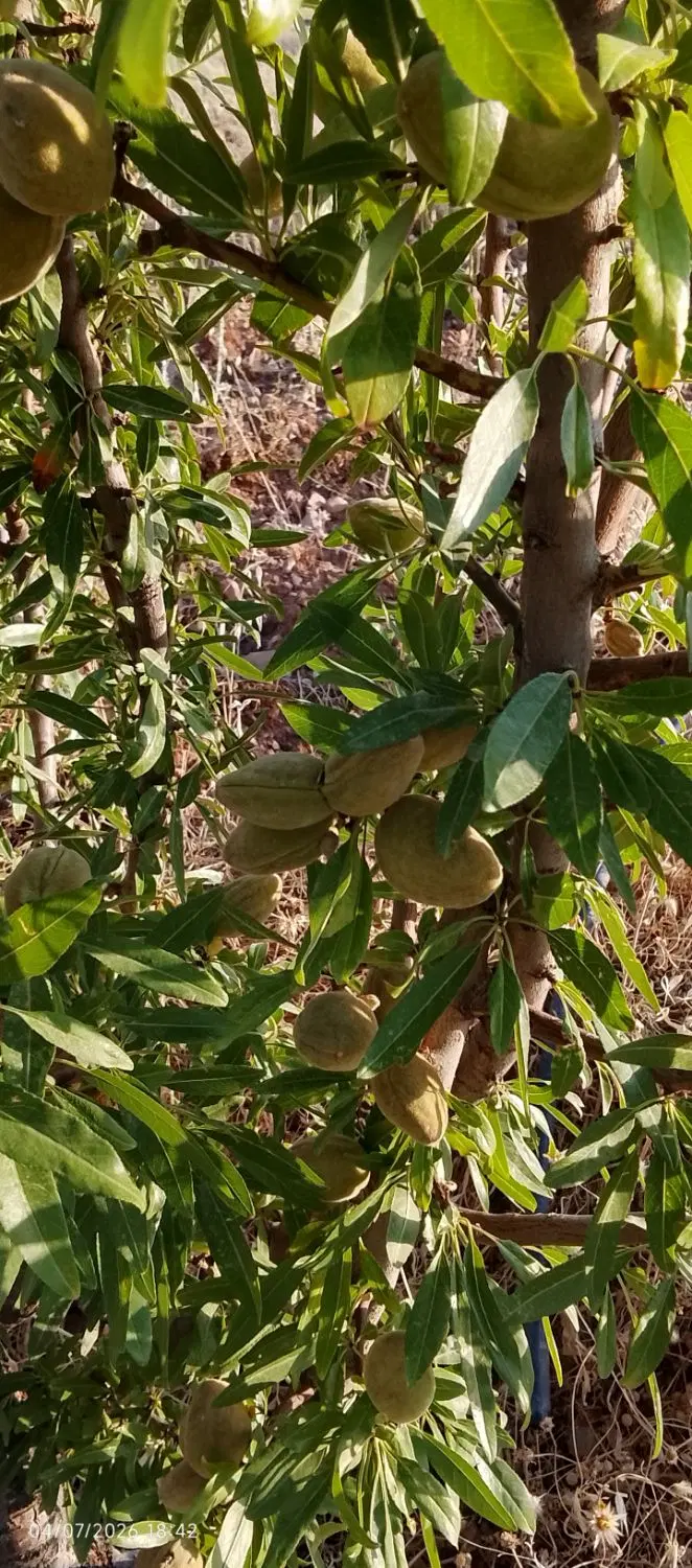 باغ پسته و بادام