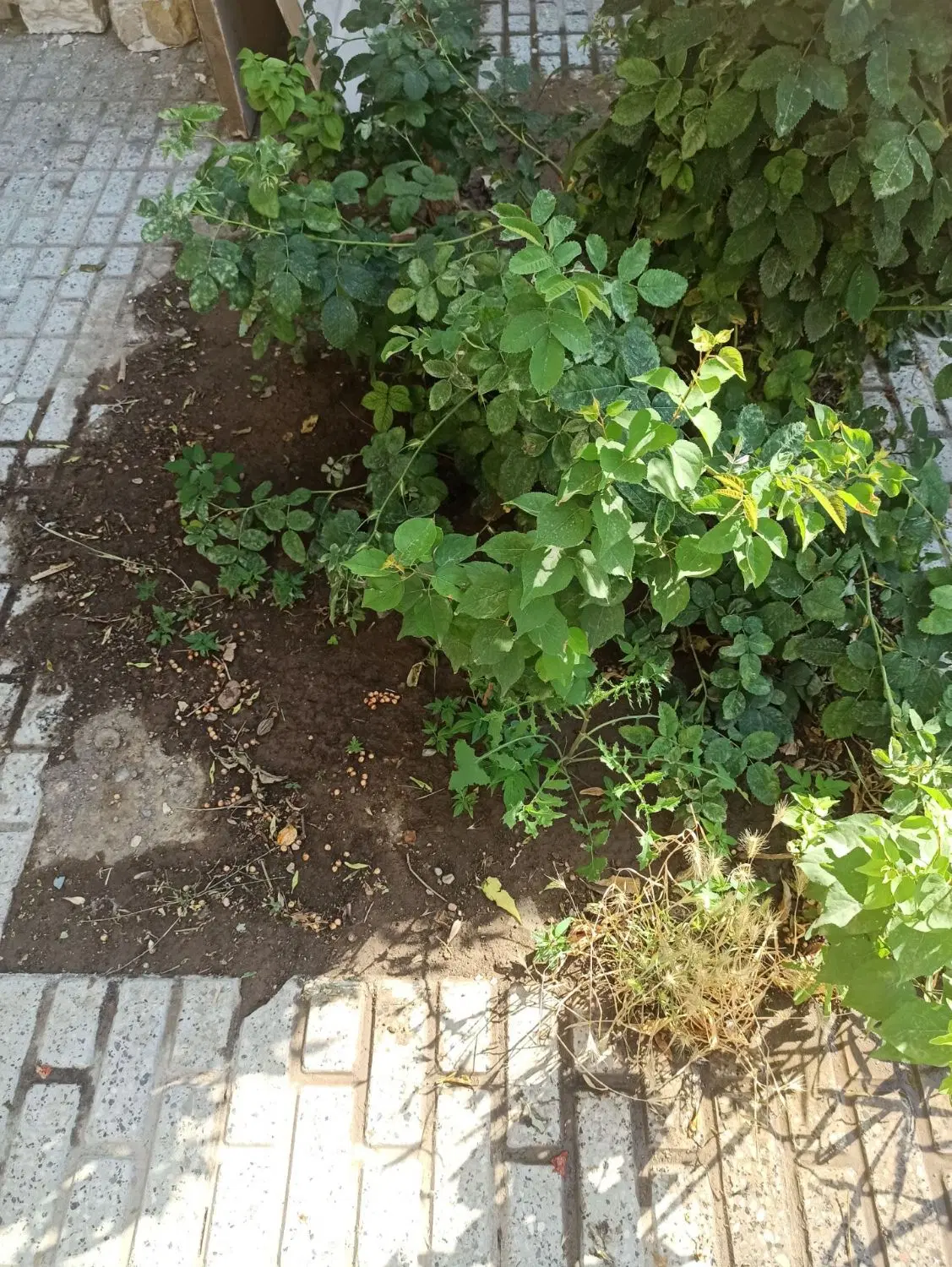 منزل ویلایی ۱۶۰ متری دارای سند تک برگ