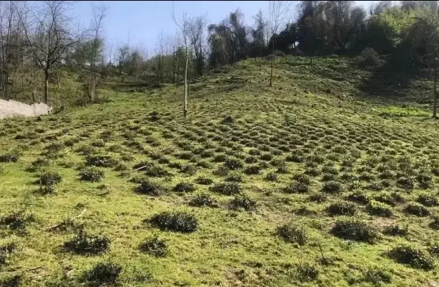فروش  _ تهاتر یا معاوضه زمین باغی دارای سند