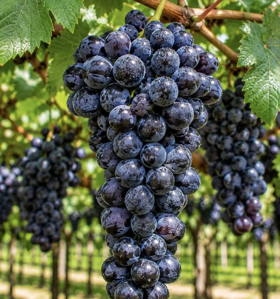 باغچه فردوسیه