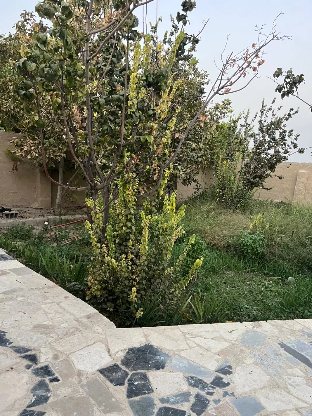 باغ نیمه کاره شیدان مجوز دار