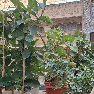 زمین جهت ویلاباغ و کاشت درخت