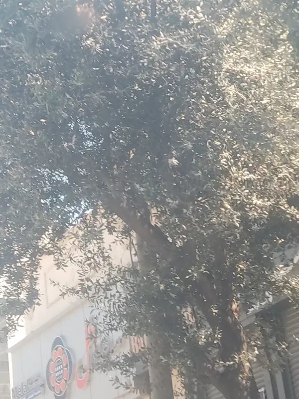 زمین تجاری ب مساحت ۴۵ با امتیاز ... خلاصه همه چیز