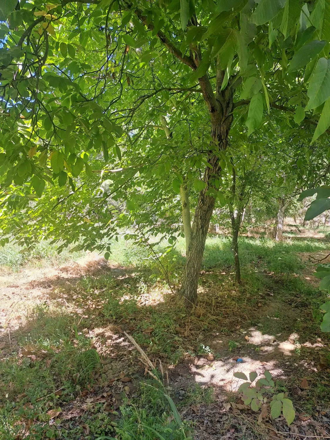 فروش باغ متراج کوچک وبزرگ حاشیه رودخانه پل زمانخان