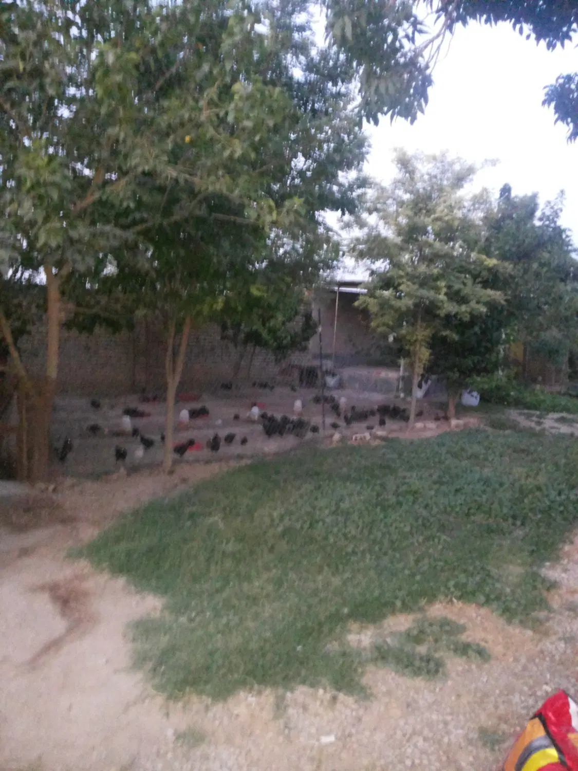 فروش یک واحد مرغداری با تمام امکانات