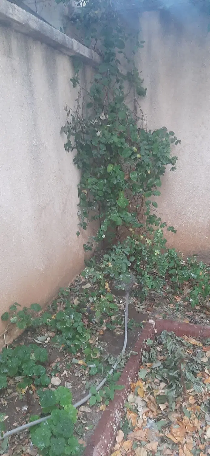 خانه کلنگی خیابان سعدی