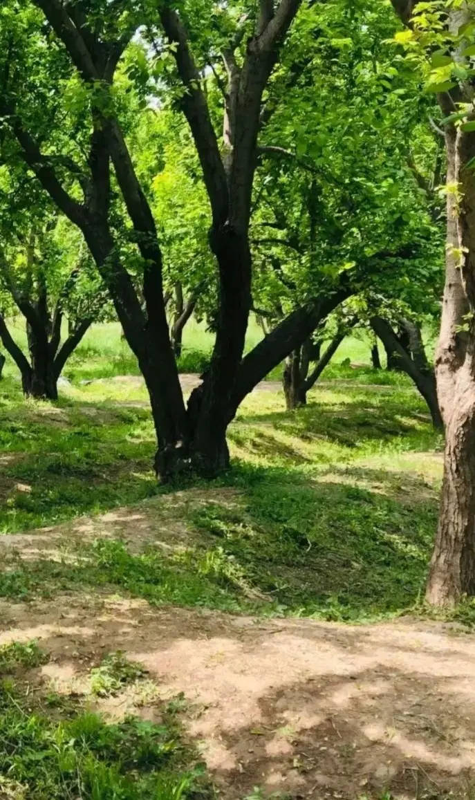 ۲۲۵ متر باغچه سرسبز خوشنام یوسف اباد