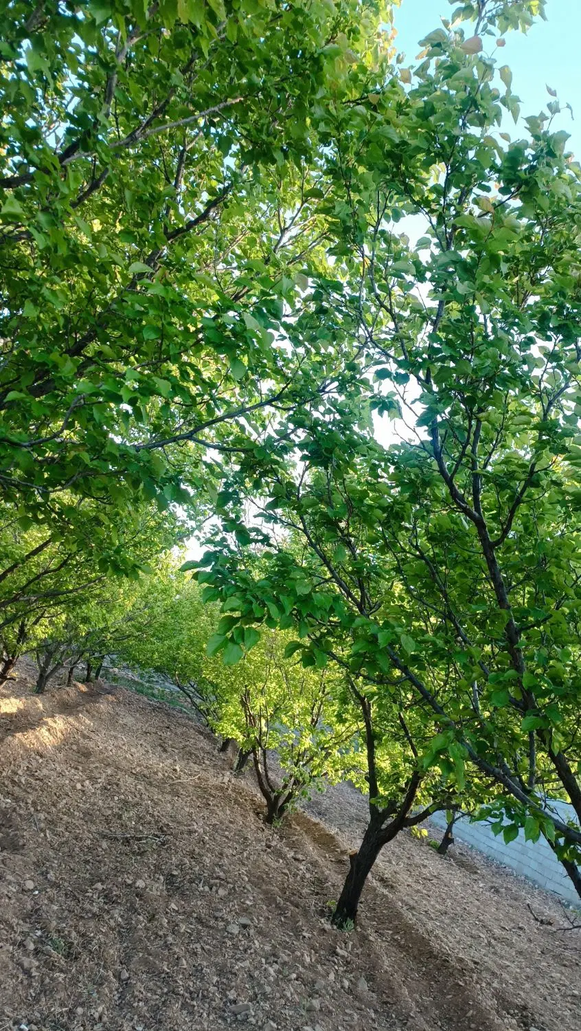 روستای ورده