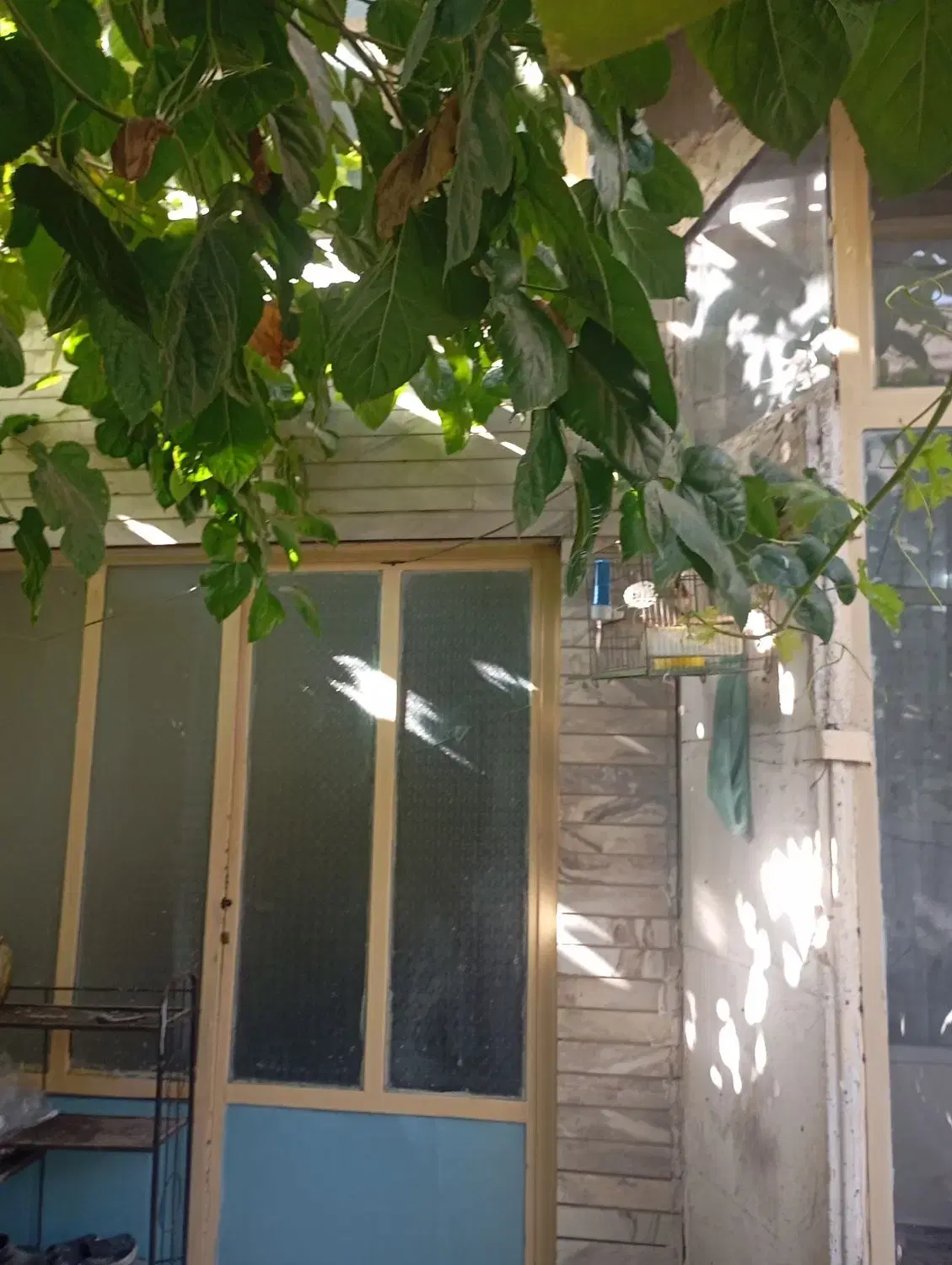 کلنگی